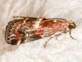 Acrobasis marmorea